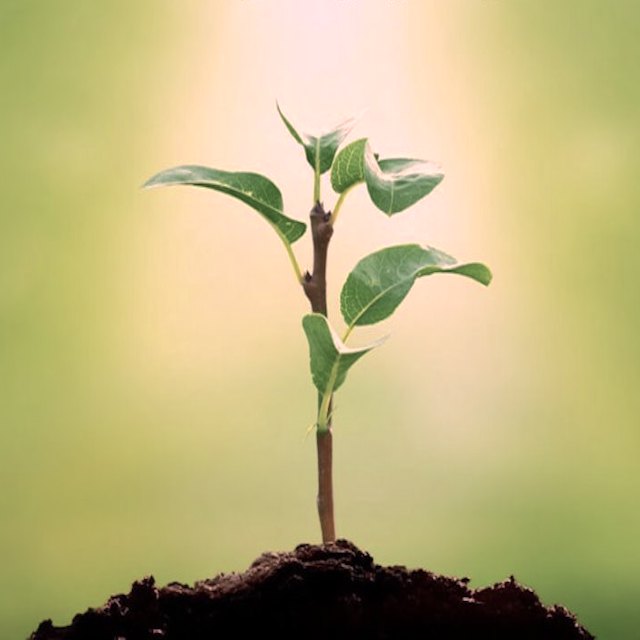 Organic Fertilizer